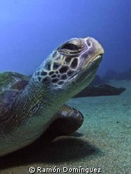 Sea turtle with personality. by Ramón Domínguez 